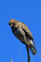 Red-tailed Hawk Perched in a Tree at Sacramento Wildlife Refuge, California