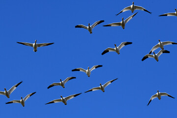 Snow Geese in Flight at the Sacramento Wildlife Refuge, California