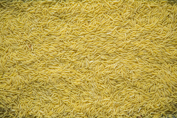 Light yellow rice grain background