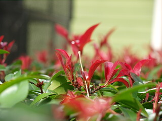 New growth appears in hearty shrubs damaged in last years ice and cold. This year despite a week of below freezing temperatures, they still flurrished. 