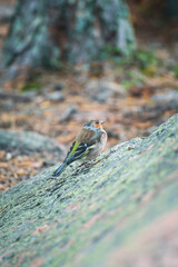 Bird on a rock.