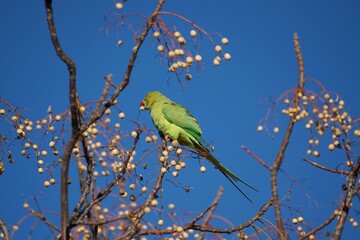 bird on a branch