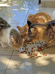 Many colorful colored street cats eat dry food outdoor floor. Wild street cats on island of Cyprus. Feeding cats, loving, caring for animals. Tenderness, kindness. Close-up beautiful cats are eating