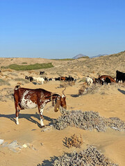 A herd of colorful goats grazes on the seashore, on the sand, in the desert in North Cyprus, close-up, nibbling the grass and thorns in the bushes. Free animals mammal