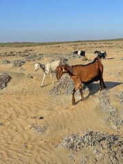 A herd of multi-colored goats grazes on the seashore, on the sand, in the desert in North Cyprus, close-up. Free animals mammals