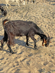 A black goat grazes on the seashore, on the sand, in North Cyprus, close-up. Free animals