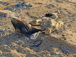 The corpse of a dead cow lies on the sand, on the seashore, against the backdrop of debris. Dead animal, cow. A dead cow lies on the seashore in North Cyprus. Environmental natural disaster