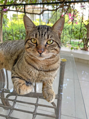 A beautiful gray tabby cat, close-up of a cat's face, looks into the camera with beautiful eyes and lies on a glass table with his paw bent. Street stray cats