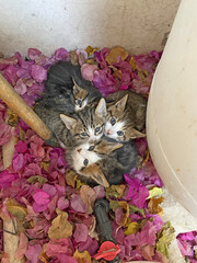 Lots of little kittens sitting together in the street, no mother cat, homeless little street kittens. Beautiful cute multi-colored fluffy kittens