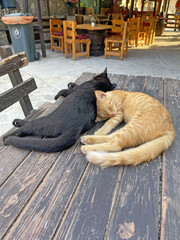 Two young kittens of black and red color are sleeping sweetly on a wooden table in Cyprus. Street cats sleep in nature
