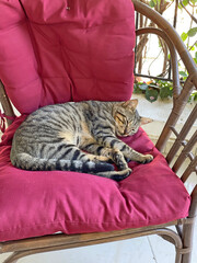 A beautiful tabby cat is sleeping in nature, resting, close-up. Sleeping cat, cat. The handsome cat is curled up in a ball and sleeps in a chair outside
