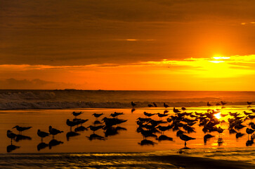Flock of seagulls flying in the sunset