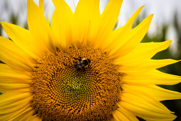 Naklejka premium Sunflower bumblebee