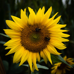 Naklejka premium Sunflower bumblebee