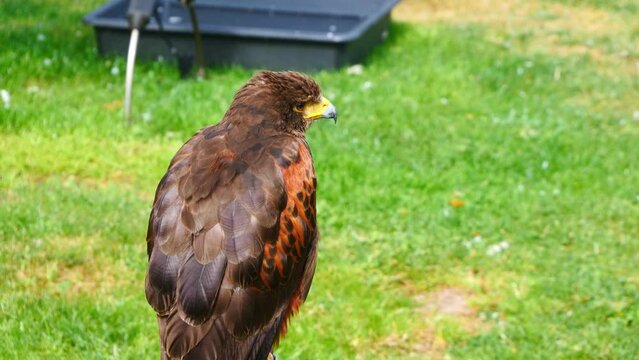 The back of a harris hawk perched turning it's head
