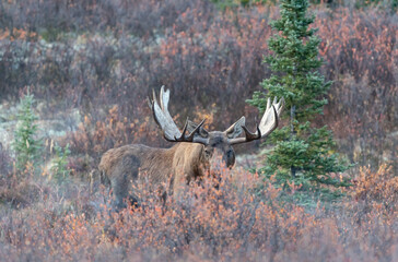 Bull Alaska Yukon Moose in Autumn in Denali National Park