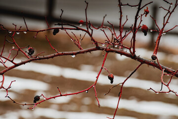 Winter berries macro photography