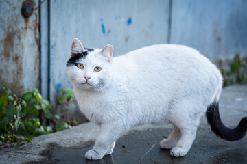 Portrait of a white cat on the ground