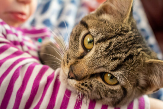 kitten portrait relaxing and laying on the couch and blanket
