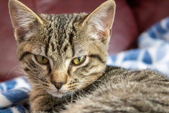 kitten portrait relaxing and laying on the couch and blanket