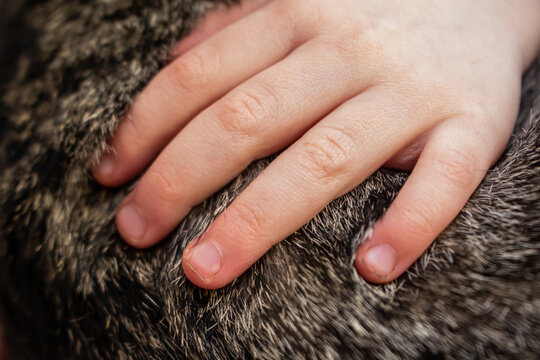 toddlers hand petting cat macro close up