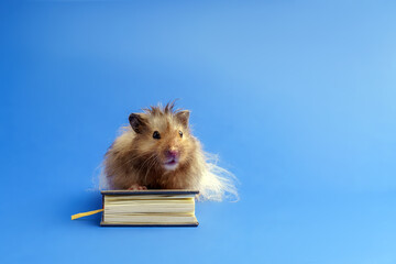 A long-haired Syrian hamster sits on a book and looks ahead on a blue background.