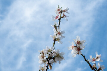 Detalle de ramas de almendro florecido con fondo de cielo