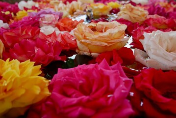 Close up of colorful fragrant roses in water basin. Marrakech, Morocco.