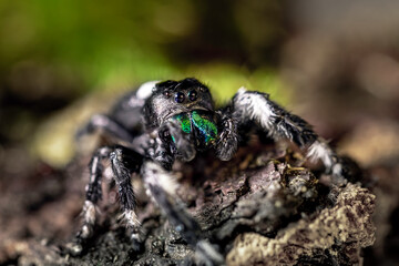 Jumping spider close up. Macro photography.
