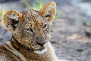 Obraz na płótnie Canvas Lion cub hanging around in Mashatu Game Reserve in the Tuli Block in Botswana