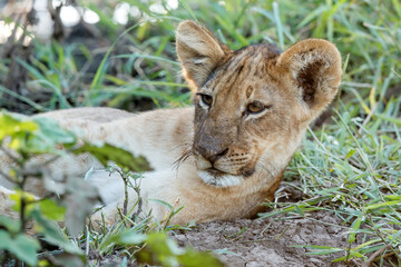 Lion cub hanging around in Mashatu Game Reserve in the Tuli Block in Botswana