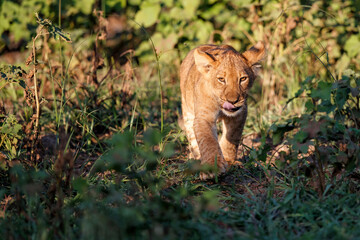 Lion cub hanging around in Mashatu Game Reserve in the Tuli Block in Botswana