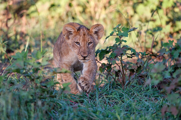 Lion cub hanging around in Mashatu Game Reserve in the Tuli Block in Botswana