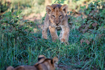 Lion cub hanging around in Mashatu Game Reserve in the Tuli Block in Botswana