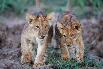 Lion cub hanging around in Mashatu Game Reserve in the Tuli Block in Botswana