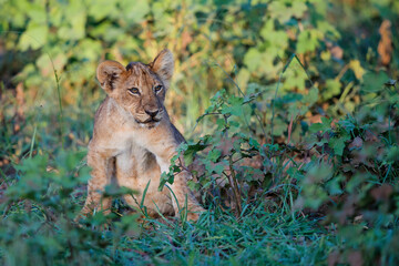 Lion cub hanging around in Mashatu Game Reserve in the Tuli Block in Botswana