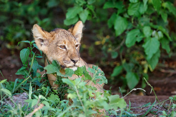 Lion cub hanging around in Mashatu Game Reserve in the Tuli Block in Botswana