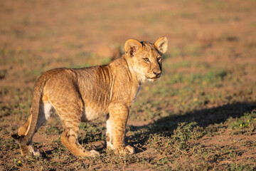 Lion cub hanging around in Mashatu Game Reserve in the Tuli Block in Botswana