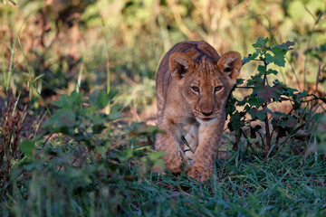 Lion cub hanging around in Mashatu Game Reserve in the Tuli Block in Botswana