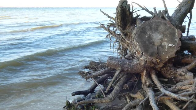 Felled stump of a pine tree on the river bank footage 4k video