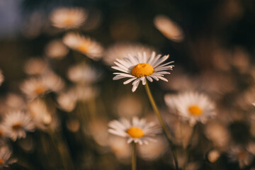 Macro camomile behind bokeh. Chamomile field. Flower meadow in summer. Screensaver on the computer nature. One blanched daisy