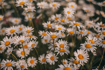 Obraz premium Chamomile flower field. Chamomile in nature. Field of daisies on a sunny day in nature. 