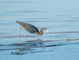 A tricolored heron gets ready to strike at a small minnow pinned against the shoreline. 