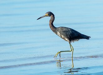 A tricolored heron wades through the shallow inshore water looking for food. 