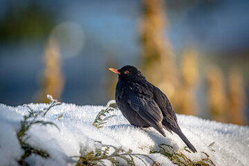Amsel im Schnee