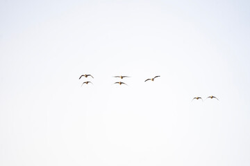 goose flying in the sky