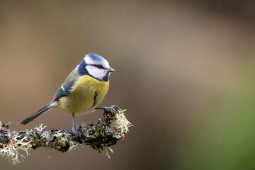 Blue tit in the rain perched on a branch