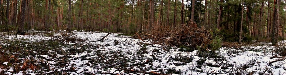 Forest landscape in winter.