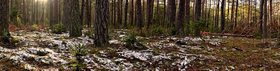 Forest landscape in winter.