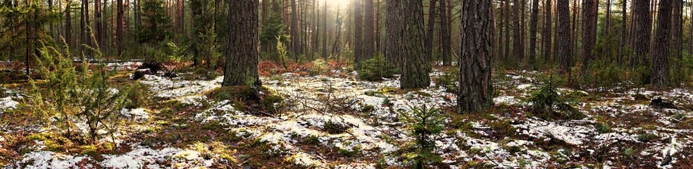 Forest landscape in winter.